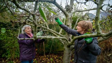 Battling Common Tree Pests