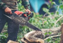 Securing Your Green Investment: A Guide to Choosing a Tree Service
