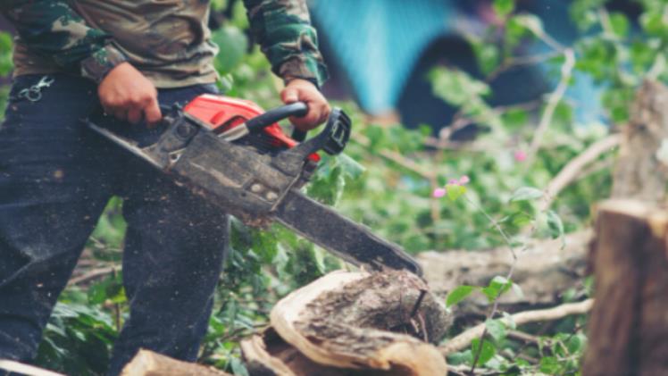 Securing Your Green Investment: A Guide to Choosing a Tree Service